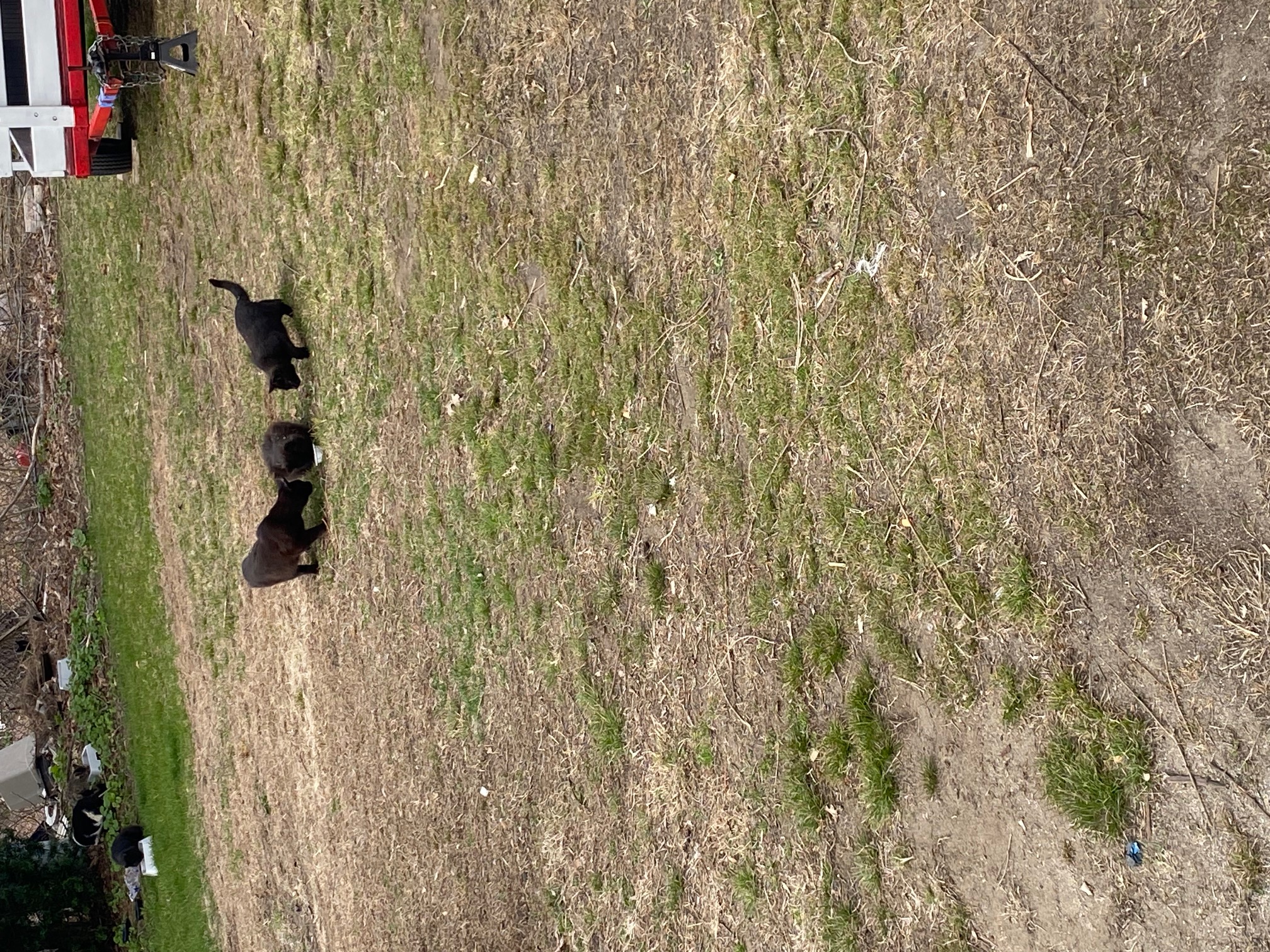 Community cat cared for by Joyful Paws & Happy Tails in Putnam, CT